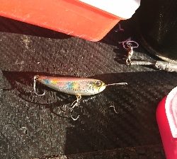 セイゴ入れ食い