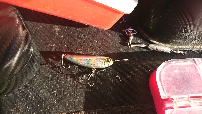 セイゴ入れ食い