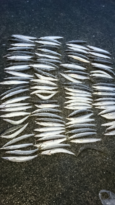 カマス入れ食い