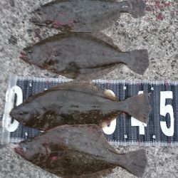 ヒラメ乱舞 爆釣