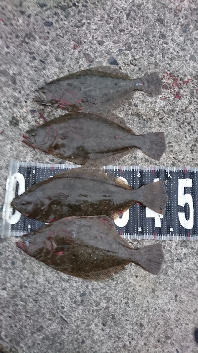 ヒラメ乱舞 爆釣