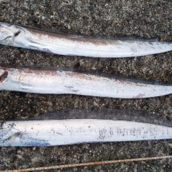 時合いはあっちゅう間