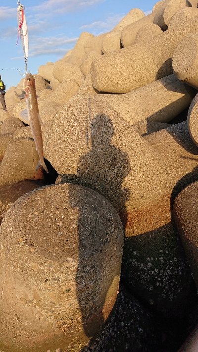 青物今日はお休み？