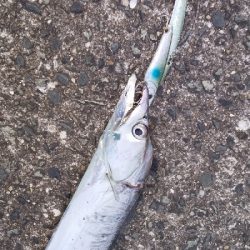 夕方からの短時間釣行