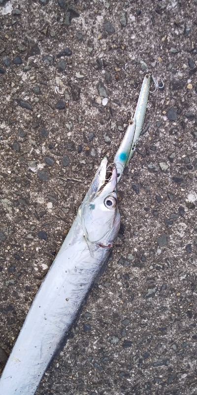 夕方からの短時間釣行