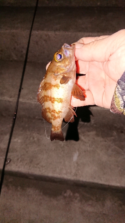 久々のライトゲーム