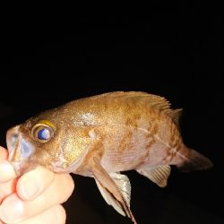 朝まず目アジング