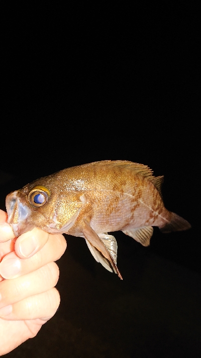 朝まず目アジング