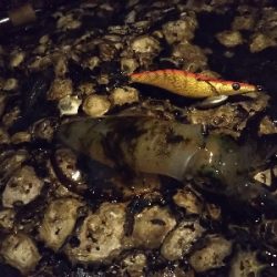 アオリイカを釣りに行ってきました。