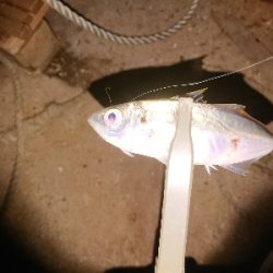 またまたアジゲーム