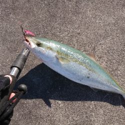 今週もショアジギング