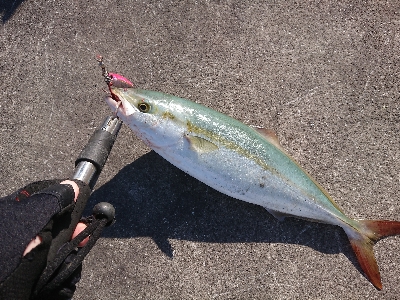 今週もショアジギング
