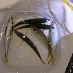 短時間アジング