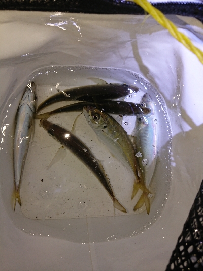 短時間アジング