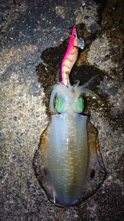 仕事終わりエギング