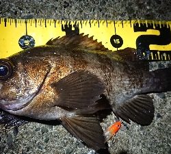 仕事終わりメバリング