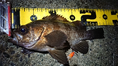 仕事終わりメバリング