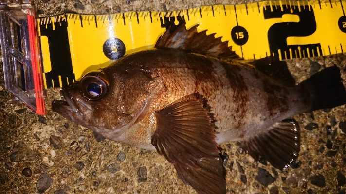 一時間ほどメバリング