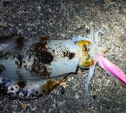 仕事終わりエギング