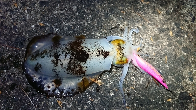 仕事終わりエギング