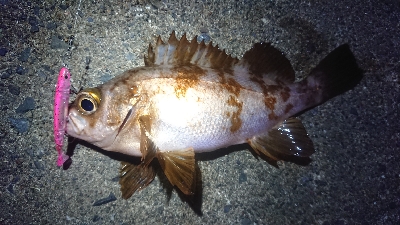 朝マズメ、メバリング