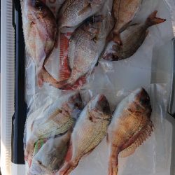 リベンジ、カレイ釣り