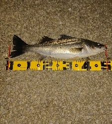 ジョイクロフィッシュ！