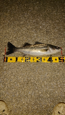 ジョイクロフィッシュ！