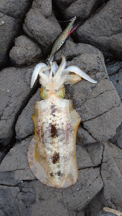 釣場清掃前後にエギングへ