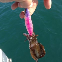 秋イカボートエキング