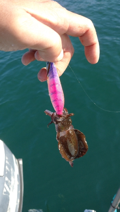 秋イカボートエキング