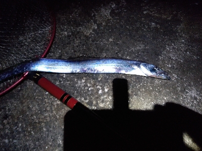 エサはキビナゴで(>_<)