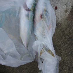 まだまだ釣れます