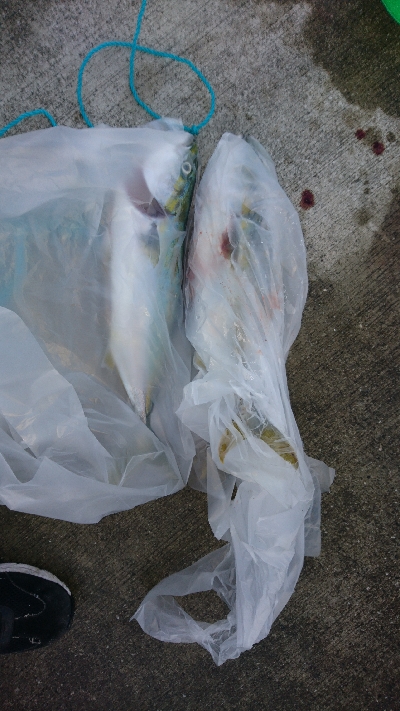 まだまだ釣れます