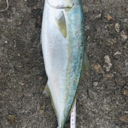 まだ釣れてます