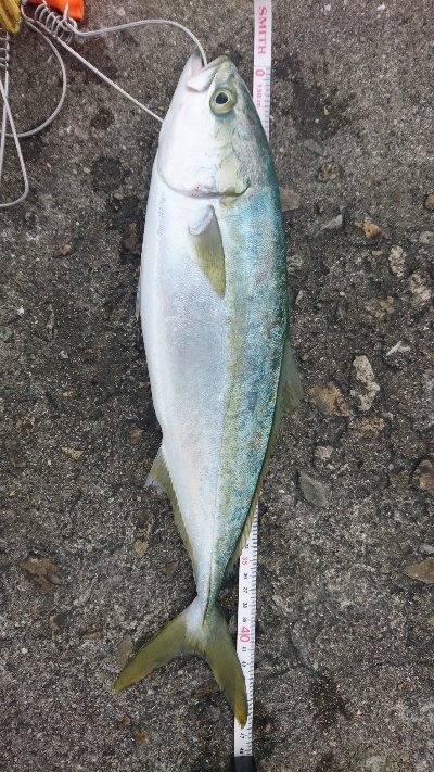 まだ釣れてます