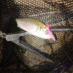 久々ましなサイズのアジが釣れました。