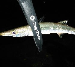 アジングにカマスも追加!