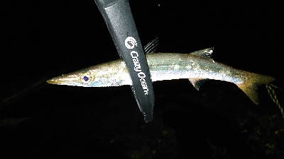 アジングにカマスも追加！