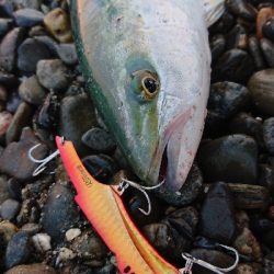 三重県 伊勢湾サーフ青物絶好調！