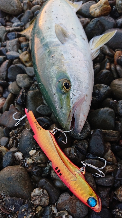 三重県 伊勢湾サーフ青物絶好調！