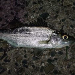 風の中アジング