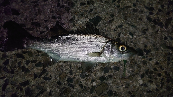 風の中アジング