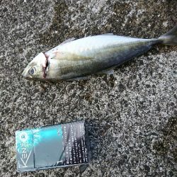 太刀魚、サゴシ、ハマチ、良型アジGET！