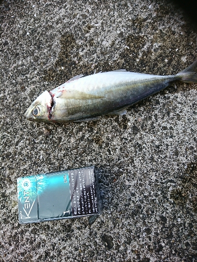 太刀魚、サゴシ、ハマチ、良型アジGET！
