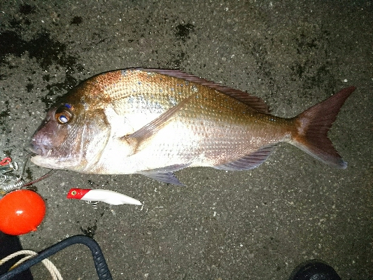 1投目で、ショア真鯛60㎝オーバーゲット！…