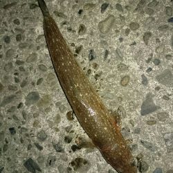 フラット狙いで、エソング！！