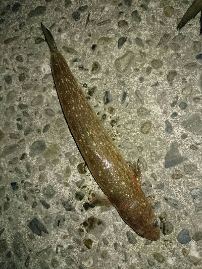 フラット狙いで、エソング！！