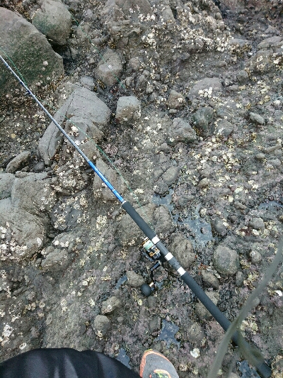 朝マズメのヒラスズキ&夕マズメのハタ