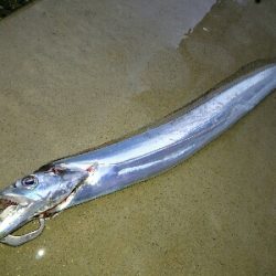 フラット狙いで、指4タチウオw